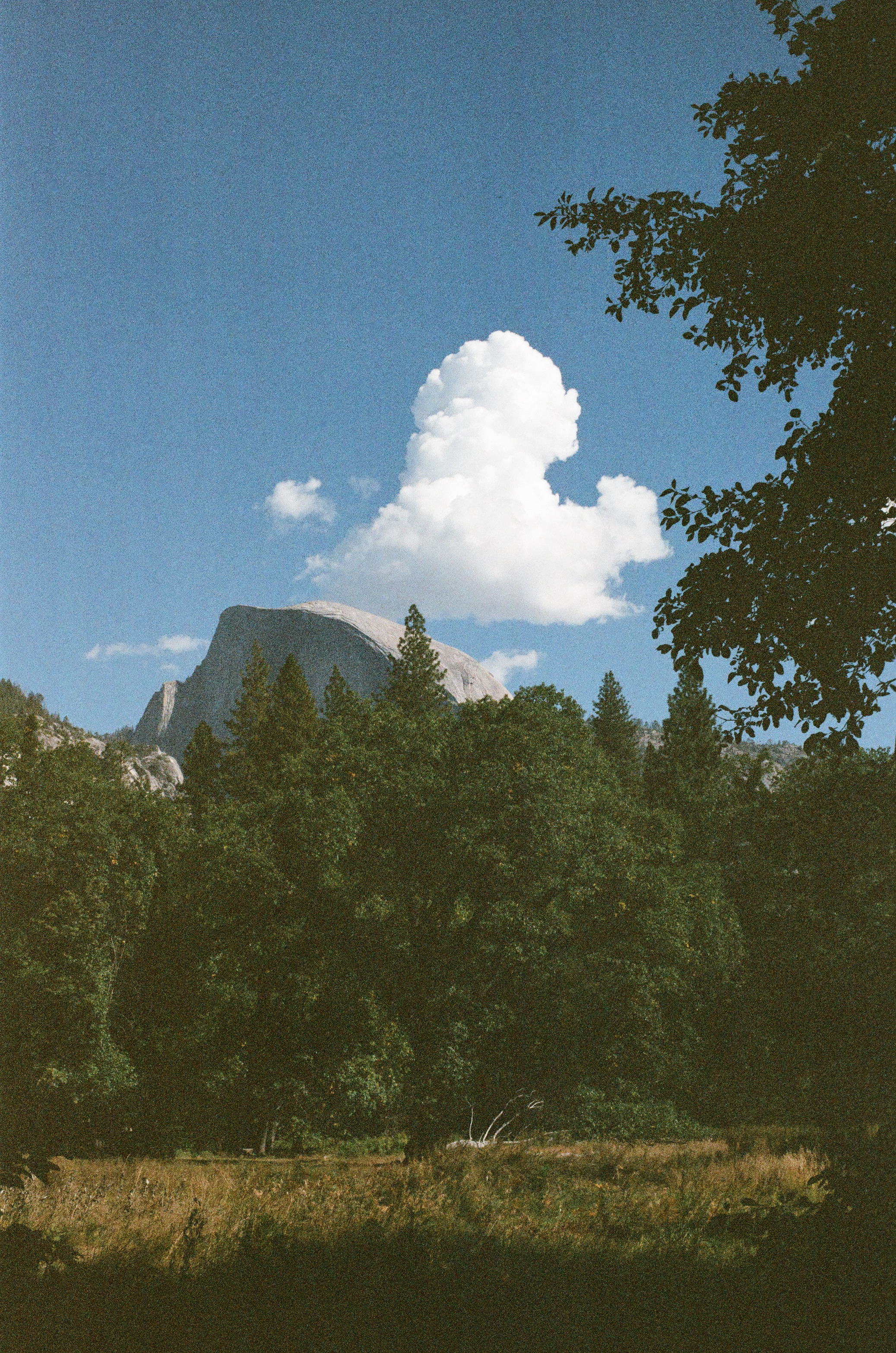 A photo of a field, with trees and a mountain in the background.